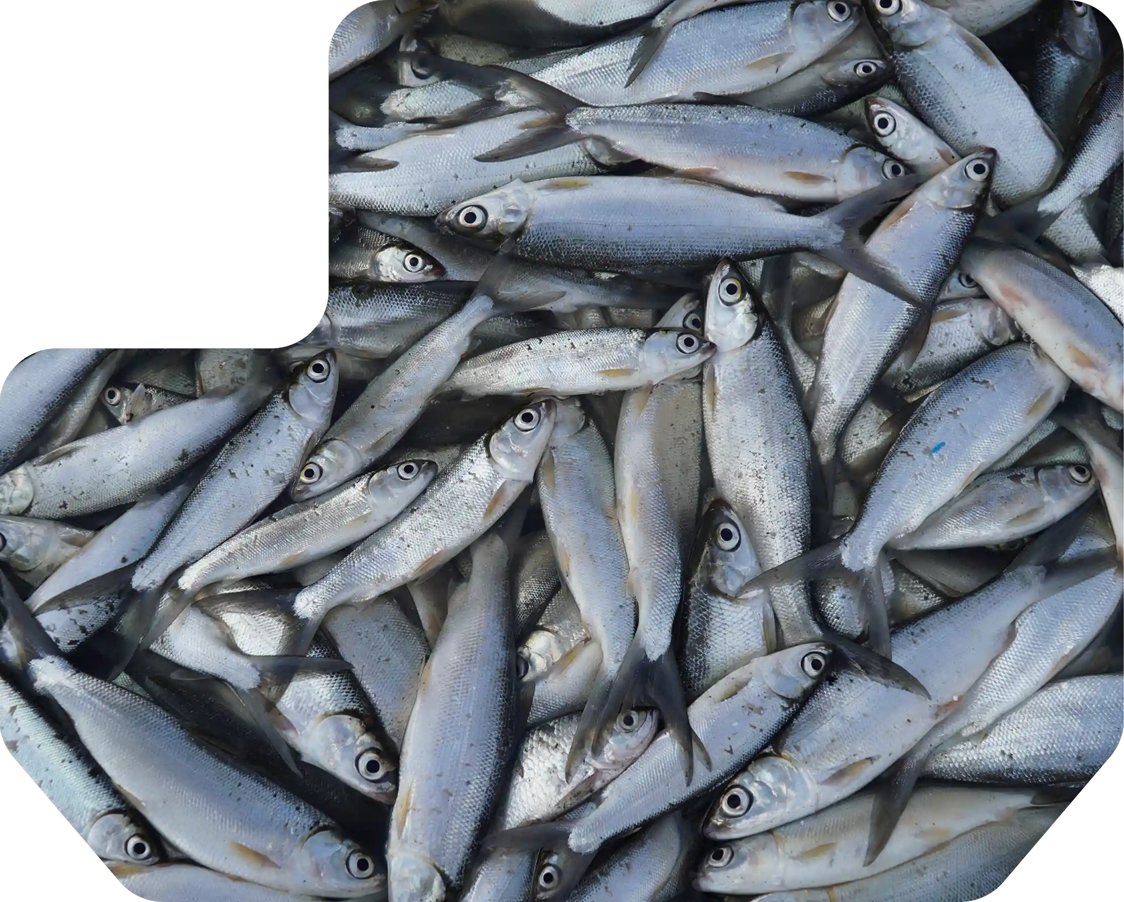 Tumpukan Ikan Bandeng